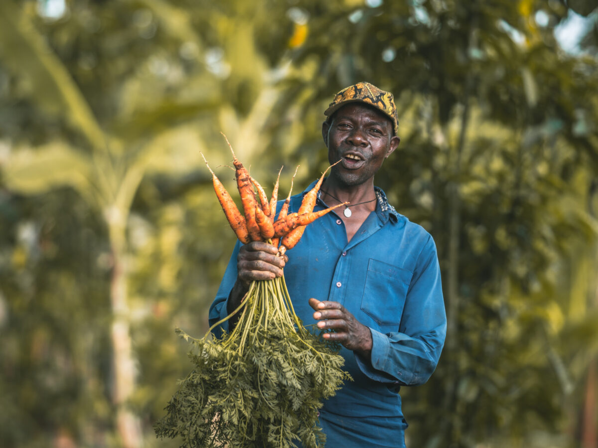 A Ugandan man holds up carrots from his garden as part of the farmer field school