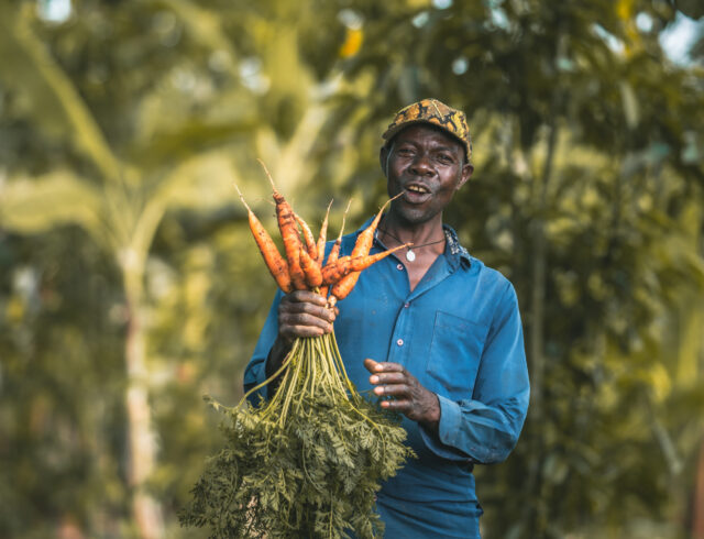 A Ugandan man holds up carrots from his garden as part of the farmer field school